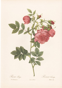 Vintage Pierre-Joseph Redoute roses and flowers